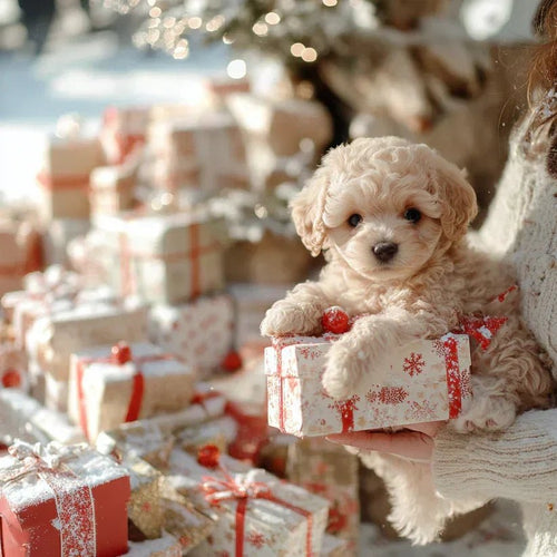 NICOO – Mein verspielter Roboterwelpe 🌈 🐶🐶